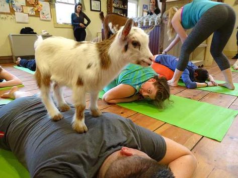 Goat Yoga. It's a thing. Yoga With Goats, National Building Museum, Goat Yoga, Yoga Program, Tiny Kitten, Baby Goats, Help Losing Weight, Yoga Gifts, Yoga Quotes