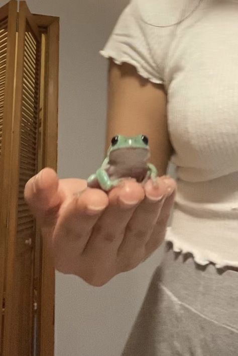 Dumpy Tree Frog, Whites Tree Frog, Amazing Frog, Pet Frogs, Baby Frog, Frog Pictures, Cute Reptiles, Pets 3, Cute Animal Drawings Kawaii