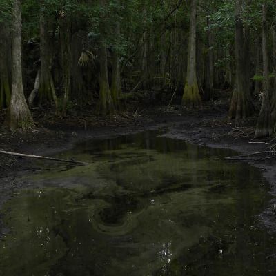 Swamp Aesthetic, Southern Gothic Aesthetic, Louisiana Bayou, Starting A Garden, Southern Gothic, Visual Aesthetics, Easy Cheesy, Gothic Aesthetic, Nature Aesthetic