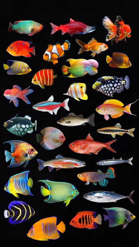 Tropical Fish Pictures, Fish Reference, Fish Photography, Fish Colorful, Art Assignments, Koi Fish Tattoo, Cool Fish, Ap Art, Phone Background