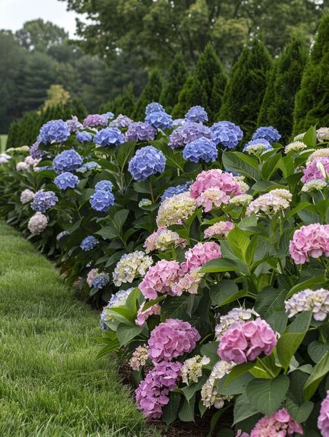 Creative Gardening, Hydrangea, Garden Ideas, Home And Garden, Plants, Flowers