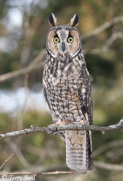 Long-eared Owl as a species of "Least Concern". Description from sdakotabirds.com. I searched for this on bing.com/images Owl Species, Awesome Owls, Short Eared Owl, Long Eared Owl, Nocturnal Birds, Owl Photography, Burrowing Owl, Barred Owl, Owl Photos