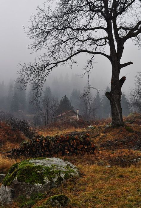 Embroidered Foliage, Foggy Day, Autumn Scenes, Alam Yang Indah, Autumn Cozy, Alam Semula Jadi, Autumn Aesthetic, Arbor, Belle Photo