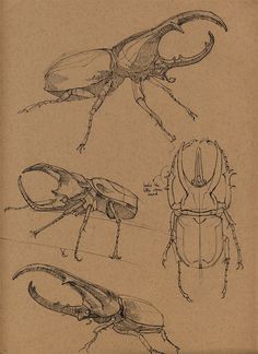 Tato Realis, Insect Anatomy, Beetle Drawing, Bug Art, Animal Study, Insect Art, Scientific Illustration, Bugs And Insects, Animal Sketches