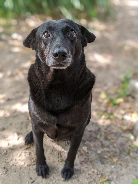 Lucy - family dog - black dog - mutt - good girl Black Mutt Dogs, Mutt Dog, Life Movie, Black Indians, Farm Dogs, Dog Black, Family Dog, Happy Bday, Family Project