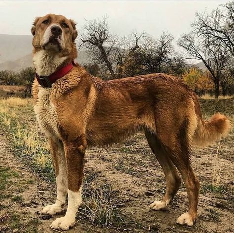 Beautiful Dog, cute dog Alabai Dog, Dog Oc, Future Drawing, Dog Characters, Kangal Dog, Most Expensive Dog, Mutt Dog, Expensive Dogs, Rare Dog Breeds