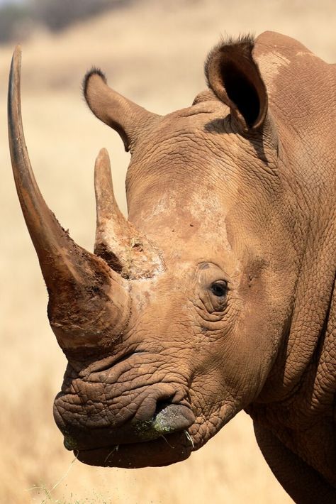 White rhinoceros, also known as the square-lipped rhinoceros (Ceratotherium simum). #travel #Africa #safari #wildlife #wild #nature #animals #rhinoceros #rhinos #whiterhino #horn #horns #portrait #head #photography For a wonderful image pin of a black rhinoceros, use the link below: https://www.pinterest.com/pin/566749934370625588/ Rhino Facts, African Animals Photography, South African Animals, Head Photography, African Rhino, White Rhinoceros, Regard Animal, Animal Studies, Animal Photography Wildlife