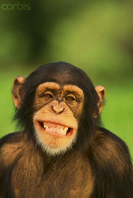 LOL!!!!!!!!! If my dad were here, i would say 'dad, this one is definitely you!' and i would have to find a monkey that looked like me and mom and so on....that was a game we played...lol...he was a crazy awesome man... Baby Chimpanzee, Laughing Animals, Smiling Animals, Ape Monkey, Great Ape, Monkeys Funny, Happy Animals, Primates, 귀여운 동물