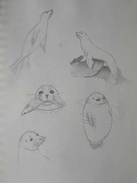 Easy Sea Life Drawing, How To Draw A Seal Step By Step, Seal Drawing Reference, Easy Marine Life Drawing, Easy Seal Drawing, Sketches Of Sea Animals, Biology Drawing Ideas Easy, Marine Animal Sketches, Ocean Drawing Simple Underwater