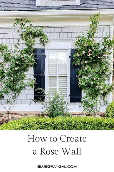 See how to grow a rose wall outside in Georgia - this post shows you how to get roses to climb and be full of rose buds! Potted Climbing Roses, Climbing Roses On House, Climbing Roses Trellis, Lady Banks Rose, Wall Outside, White Vinyl Fence, Easy Rose, Teak Garden Bench, Wall Trellis