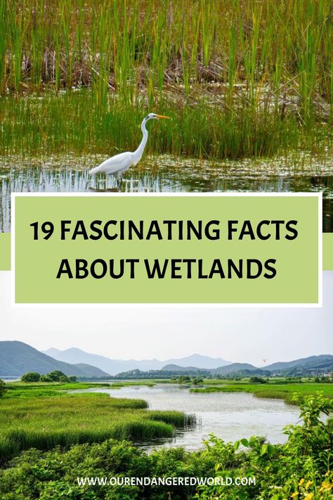 According to the World Wildlife Fund (WWF), approximately 7% of the world’s total mass is covered by a special type of habitat called wetlands. Wetlands are traditionally waterlogged from nearby water sources and rain, and Wetland Habitat Diorama, Wetlands Activities, Wetland Animals, Wetland Biome, Curriculum Themes, Science Plants, World Wetlands Day, Plant Structure, Sowing Seeds