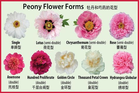 Like all of nature's creations, peony blossoms come in a variety of shapes and sizes. As the chart below illustrates, in China blossoms are classified in a deta Peony Flower Meaning, Peony Meaning, Japanese Peony, Bulb Garden, Peony Care, 50s Housewife, Itoh Peonies, Peony Drawing, Popular Plants