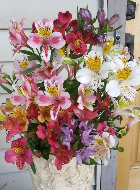 Vivisterias Flower, Alstroemeria Aesthetic, Alstroemeria Bouquet Floral Arrangements, Alstroemeria Flower, Alstroemeria Flower Arrangements, Alstroemeria Wedding, Peruvian Lily Aesthetic, Alstroemeria Indian Summer, Alstroemeria Bouquet