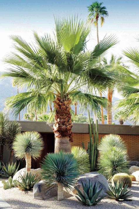 Gardening 101: Palms - Gardenista Desert Backyard, Succulent Landscape Design, Palm Garden, Tropical Backyard, Succulent Landscaping, Dry Garden, Gardening 101, Rock Garden Landscaping, Garden Types