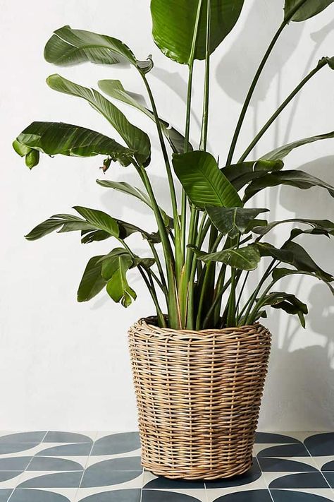 Our Favorite Easy To Care For Houseplants - BANDD DESIGN Small Ornamental Trees, Rattan Planters, House Fashion, Basket Planters, Ornamental Trees, Monstera Plant, Rattan Basket, Perfect Plants, Wicker Basket