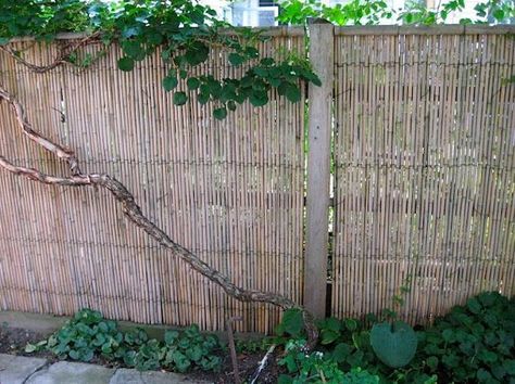 An 8-foot-long panel of 6-foot-high Bamboo Friendly Fence has high quality Tonkin bamboo woven with copper clad wire can be attached to wooden rails, with or without a wood frame; $132.95 from Bamboo Fencer. Backyard Modern Design, Patio Plant Ideas, Reed Fence, Narrow Backyard Ideas, Yard Trellis, Bamboo Fences, Reed Fencing, Good Neighbor Fence, Backyard Modern