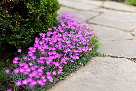 15 Different Types of Carnations (Dianthus) - Garden Lovers Club Sweet William Flowers, Dianthus Barbatus, Dianthus Caryophyllus, Small Flower Gardens, Sweet William, Fragrant Plant, Pink Carnations, Sandy Soil, Carnation Flower