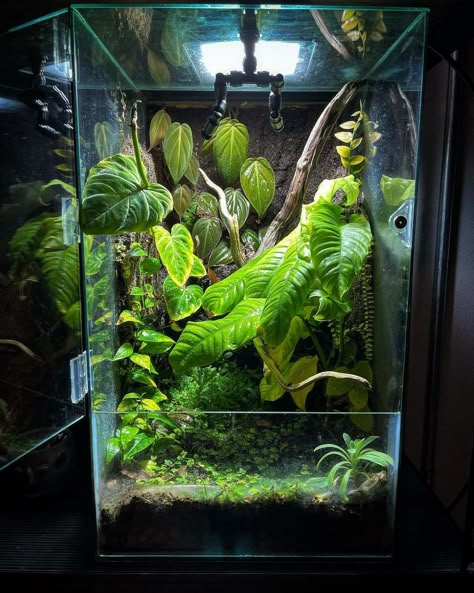 Bioactive Frog Terrarium, Bioactive Terrarium, Vivarium Ideas, Dart Frog Tank, Bioactive Vivarium, Frog Tank, Frog Terrarium, Gecko Terrarium, Snake Tank