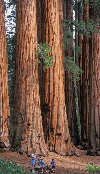 Sequoia National Park, National Park, Trees, Forest