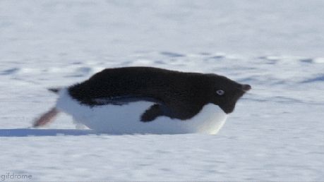 Snow Sliding GIF - Find & Share on GIPHY Puppy Fever, Penguins Funny, Animal Anatomy, Cute Penguins, Animal Friends, Zoo Animals, 귀여운 동물, Animal Gifs, Funny Animal Videos