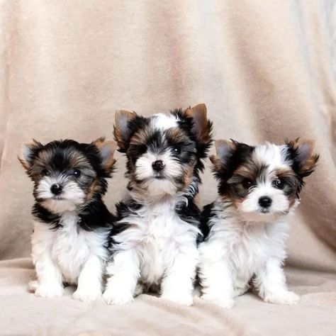 Biewer Terrier Puppies, Biewer Terrier For Sale, Biewer Terrier Haircut, Parti Yorkies, Was Sind Curtain Bangs, Sind Curtain Bangs, York Terrier, Parti Yorkie, Dog Types