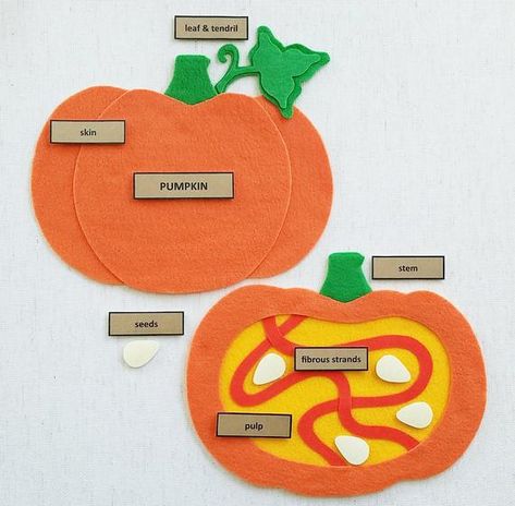 1st Grade Science Lessons, Montessori Culture, Pumpkin Felt, Parts Of A Pumpkin, Pumpkin Unit, Pumpkin Leaf, Montessori Science, Pumpkin Seed Recipes, Felt Board Stories