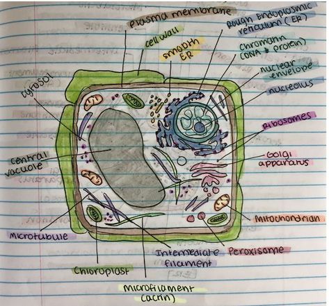 Drawing by Ronitha Tedla Typical Plant Cell, Plant Cell, Cell Wall, A Typical