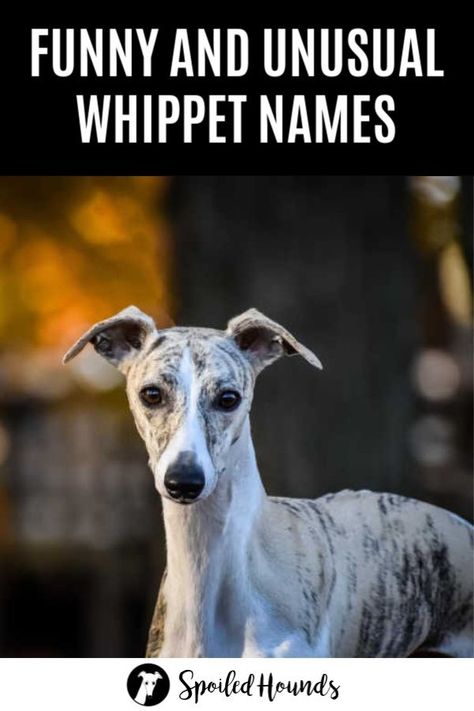 Looking for a great whippet name? Check out these funny, unique, and unusual dog names. They are so clever and creative! See the best list with pictures of cute whippets and their awesome names. #whippet #doglovers #dognames #sighthound #dogideas #dogowner #dogsandpuppies #petdogs #petowners Unusual Dog Names, Italian Whippet, Dogs Names List, Whippet Mix, Whippet Puppies, Clever Dog, Whippet Dog, Grey Hound Dog, Italian Greyhound