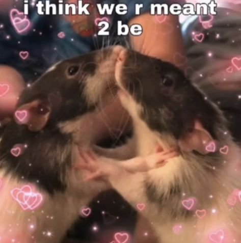 Cursed Relationship Images, Reaction Images Love, Cursed Reaction Images, Relationship Images, I Love You Images, Cute Love Memes, Reaction Images, Love You Images, Goofy Pictures