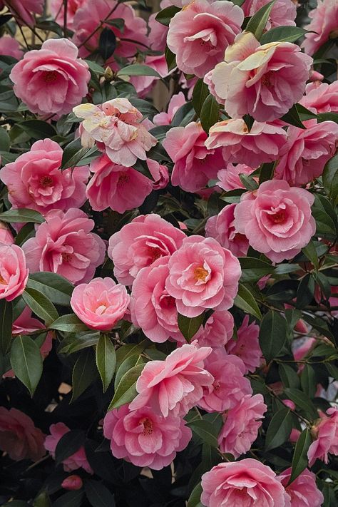 Roses Only, Camellia Japonica, Camellia Flower, Blossoms Art, Most Beautiful Flowers, Pink Petals, Climbing Roses, Garden Trees, Beautiful Blooms