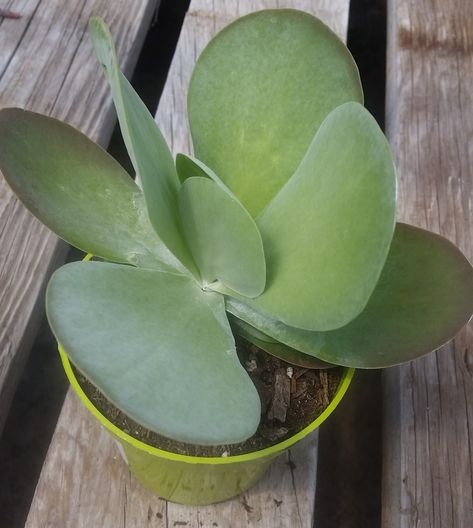 Kalanchoe thyrsiflora 'Flapjacks' succulent Kalanchoe Flapjack, Garden Ides, Aloe Vera Plant Indoor, Kalanchoe Thyrsiflora, Succulents Care, Flap Jack, Paddle Plant, Kaktus Dan Sukulen, Succulent Garden Indoor