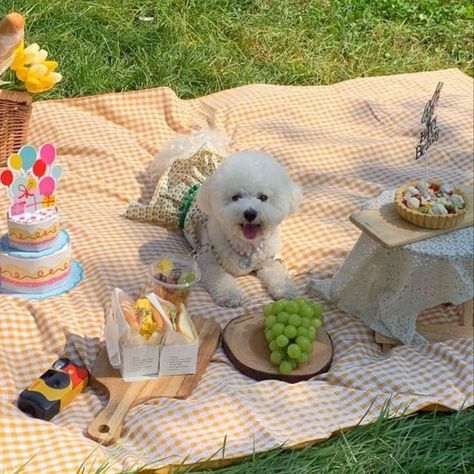 Romantic Dinner Decoration, Candy Photoshoot, Picnic Photo Shoot, Pet Store Ideas, Picnic Pictures, Pet Portraiture, Animal Photoshoot, Dog Poses, Dog Photoshoot