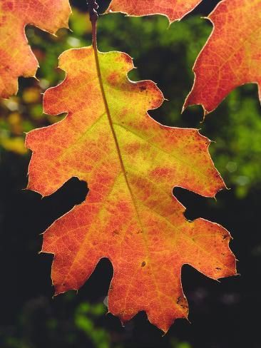 size: 24x18in Photographic Print: USA, California, an Oak Leaf in Six Rivers National Forrest by Jaynes Gallery : Autumn Leaves Art, Leaf Photography, Oak Leaves, Arte Inspo, Oak Leaf, Tree Leaves, Arte Floral, Oak Tree, Leaf Art