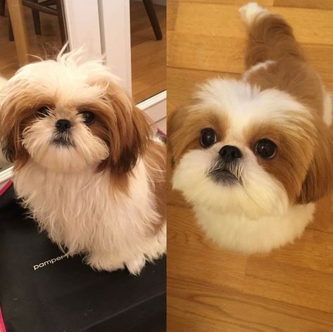 Puppy Shihtzu Haircut, Shih Tzu Cute Haircut, Male Shitzu Haircuts, Puppy Cut Shih Tzu, Shih Tzu Teddy Bear Haircut, Shih Tzu Haircut, Shitzu Haircuts, Shitzu Dogs Haircuts, Shih Tzu Grooming Styles