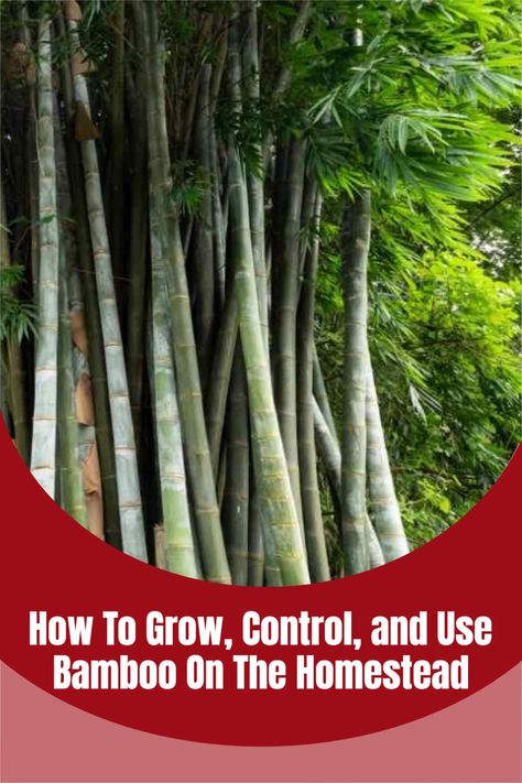 Indoor Bamboo Plant, Clumping Bamboo, Bamboo Seeds, Coastal Landscaping, Growing Bamboo, Bamboo Privacy, Bamboo In Pots, Planting Pot, Short Plants