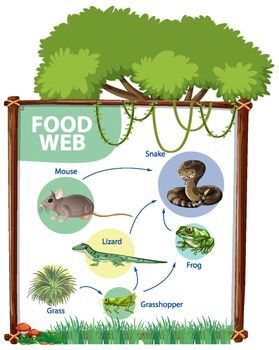 Jaring Jaring Makanan, Food Chain Diagram, Jaring Jaring, Ornamental Tattoo, Food Web, Food Chain, Image Illustration, Tattoo Design, Create Yourself