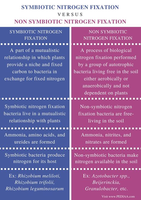 Difference Between Symbiotic and Non Symbiotic Nitrogen Fixation - Comparison Summary Science Flashcards, Biochemistry Notes, Learn Biology, Plant Physiology, Nitrogen Fixation, Ancient Indian History, Eukaryotic Cell, Exams Funny, English Grammar Rules