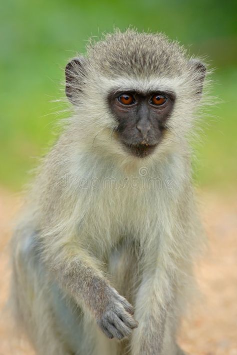 Vervet monkey. Immature Vervet monkey; Cercopithecus Aethiops; South Africa , #AFFILIATE, #Immature, #monkey, #Vervet, #Cercopithecus, #Africa #ad African Wildlife Photography, Graphic Drawings, Vervet Monkey, Monkey See Monkey Do, Monkey Art, Save Animals, African Wildlife, Baboon, Primates