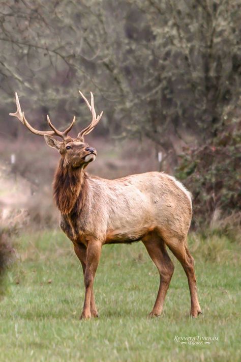 Elk in Covelo, CA, by Kenneth Tinkham; via Facebook 2-17-19 Elk Reference, Dear Reference, Elk Reference Photo, Deer Reference Photo, Elk Photography, Deer Photos, Deer Pictures, Deer Hunters, British Wildlife