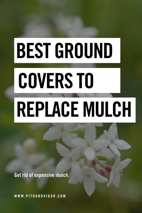 Let’s face it, anywhere you put mulch, you can dig a hole and plant ground cover. Indeed, ground cover plants are simply living mulches that don’t cost time or money to install every spring. Just like mulch they help retain soil moisture, and they keep weeds from crowding in. Ground cover also provides an extra layer of color and, often, beautiful flowers. Easy Ground Cover Ideas, Outdoor Ground Cover Ideas, Inexpensive Ground Cover Ideas, No Mulch Flower Beds, Orchard Ground Cover, Natural Ground Cover, Pet Friendly Ground Cover, Planting Ground Cover, Mulch Replacement Ideas