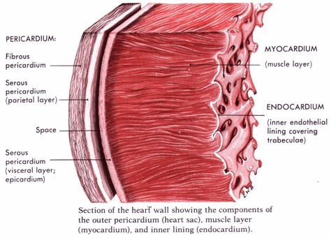 Layers of the heart The Heart Diagram, Human Heart Diagram, Cardiac Muscle Cell, Muscle Diagram, Human Heart Anatomy, Heart Structure, Heart Diagram, Heart Anatomy, Heart Function