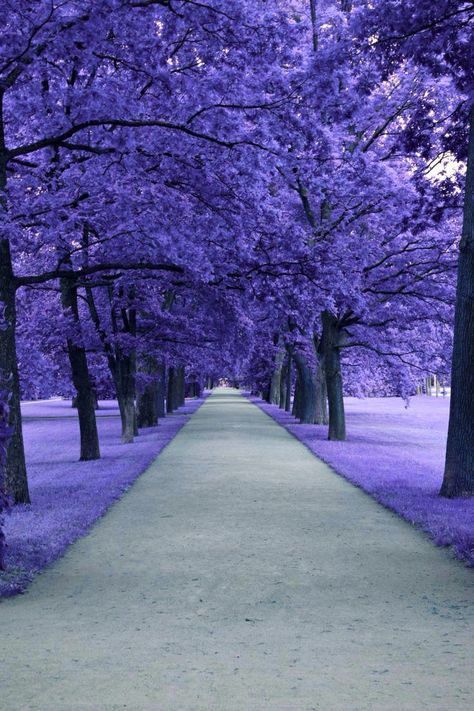 Samoan Islands, Flowers Dp, Jacaranda Trees, Korea Photography, South Korea Photography, Purple Aesthetics, Jacaranda Tree, Wild Flower Meadow, Islamic Wallpaper Iphone