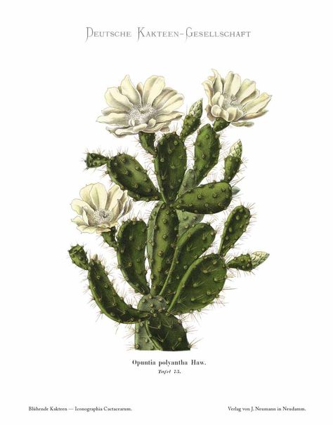 Cactus Prints, Cactus Drawing, Vintage Cactus, Cactus Illustration, Beige Wall, Botanical Illustration Vintage, Cactus Art, Plant Drawing, Art Green