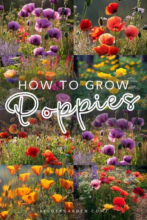 Create a stunning wildflower garden with the vibrant allure of poppies using this essential growing guide. Poppies are not only visually striking but also relatively easy to grow. This article offers detailed advice on planting techniques, care practices, and how to create the perfect environment for poppies. You’ll also learn about six popular poppy varieties that will add color and charm to your garden space. Wildflowers Around House, Growing Wildflowers In Pots, How To Grow Poppies, Easiest Flowers To Grow From Seed, Poppy Types, Wild Garden Landscaping, Easy Flowers To Grow Outdoors, Wild Flower Yard, Wildflower Garden Front Yard