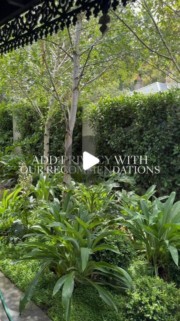 Evergreen Trees Direct on Instagram: "Looking to enhance your garden with trees that offer more than just privacy? 

Our curated selection features everything from the dense privacy of Ficus Hillii Flash to the elegant, silvery leaves of ‘Tolleys Upright’ Olive to also add a stunning backdrop to your garden to enjoy. 

Each tree has been chosen for its unique qualities: rapid growth, minimal upkeep, resistance to pests, or simply for their stunning beauty. 

Whether you desire a dense and lush hedge, a Mediterranean touch, or a resilient coastal screen, we have the perfect option for you." Ficus Hillii Flash, Olive Tree Privacy Screen, Olive Tree Hedge, Ficus Flash, Ficus Hillii, Garden With Trees, Evergreen Trees, Olive Tree, Privacy Screen