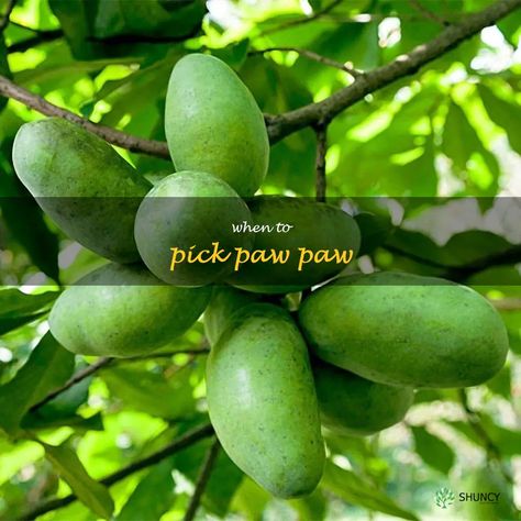 Harvesting Time: A Guide To Knowing When To Pick Perfectly Ripe Paw Paws | ShunCy Paw Paw Recipes, Pawpaw Recipes, Paw Paw Fruit, Paw Paw Tree, Farm Orchard, Hardy Hibiscus, Paw Paws, Paw Paw, Citrus Trees