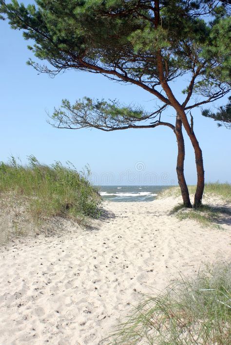 Beach Pathway, Nature Room, Lake Photoshoot, Beach Path, Tree Identification, Picture Tree, Seascape Photography, Landscape Art Painting, Beach Landscape