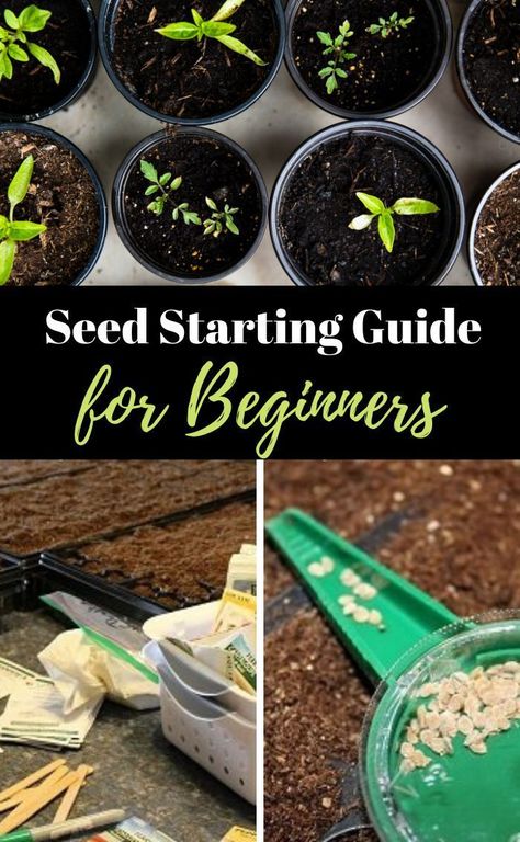 Learn how to grow plants from seeds - step by step! The best seed starting guide for beginners!  All the tips and tricks needed for success starting seeds indoors! Lots of pix, check it out! #seedstarting #startplantsfromseeds # Starting Seeds Inside, Starting Seeds, Vegetable Garden For Beginners, Starting A Vegetable Garden, Starting Seeds Indoors, Buy Seeds, Organic Vegetable Garden, Starting A Garden, Garden Types