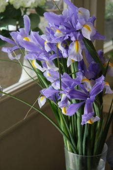 Aesthetic Iris Flower, Iris Aesthetic Flower, Iris Aesthetic, Flower Facts, Blue Iris Flowers, Purple Iris Flowers, Small Bridesmaid Bouquets, Iris Bouquet, Flower Catalog