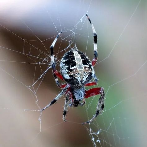 Neoscona domiciliorum - Red-femured Spotted Orbweaver - USA Spiders Cool Looking Spiders, Rare Spiders, Cool Spiders, Pretty Spiders, Orbweaver Spider, Spider Reference, Colorful Spiders, Spider Photography, Spider Web Nails